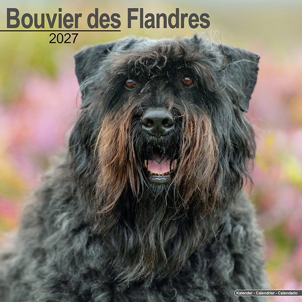 Bouvier des Flandres Kalender 2027