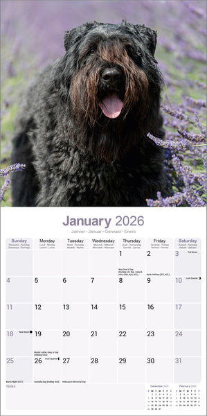 Bouvier des Flandres Kalender 2026