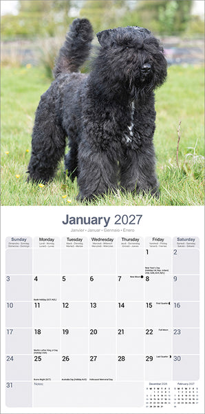 Bouvier des Flandres Kalender 2027