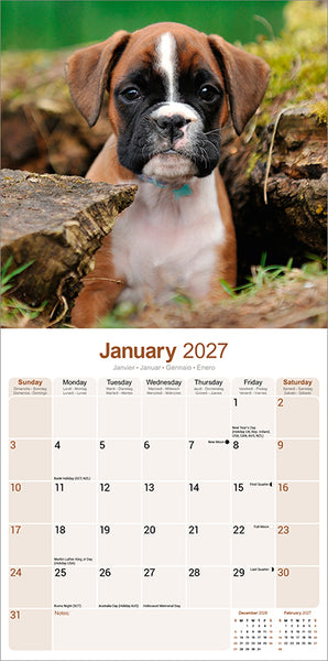 Boxer Kalender 2027