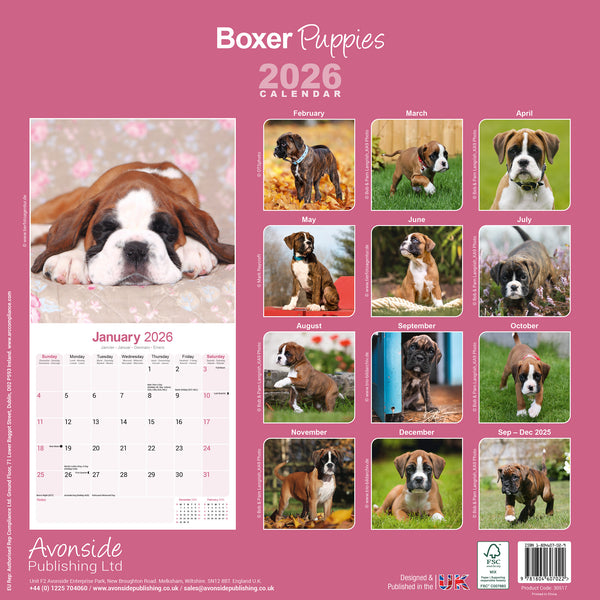 Australian Cattle Dog Kalender 2026