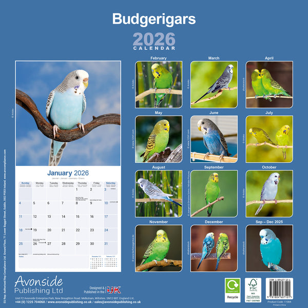 Budgerigars Kalender 2026