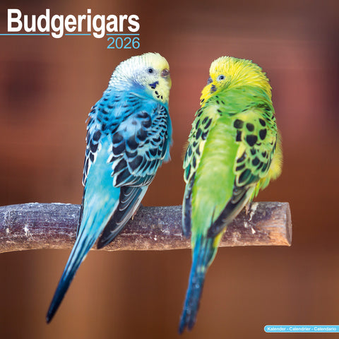 Budgerigars Kalender 2026