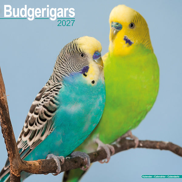 Budgerigars Kalender 2027