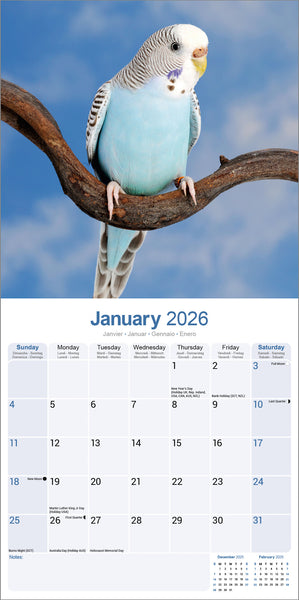 Budgerigars Kalender 2026