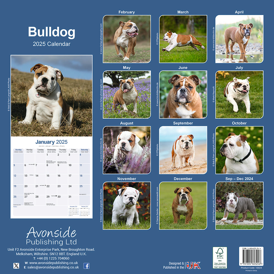 Bulldog Kalender 2025 De Kalenderman