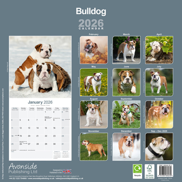 Bulldog Kalender 2026