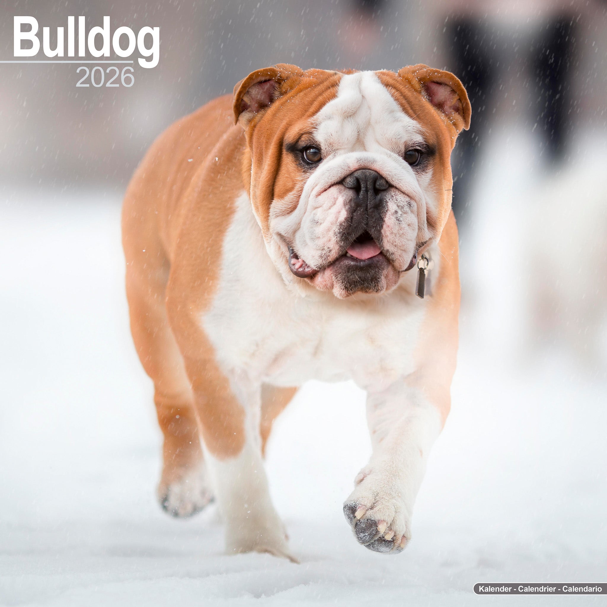 Bulldog Kalender 2026