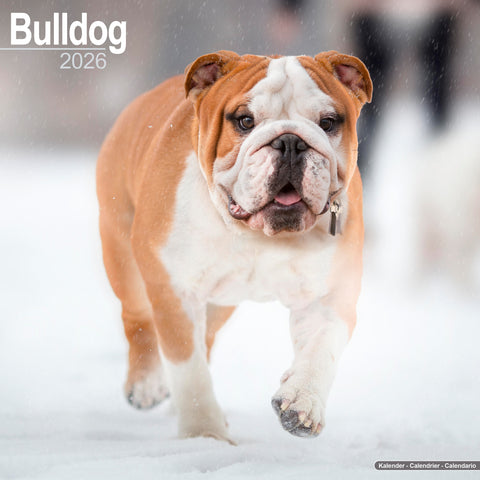 Bulldog Kalender 2026