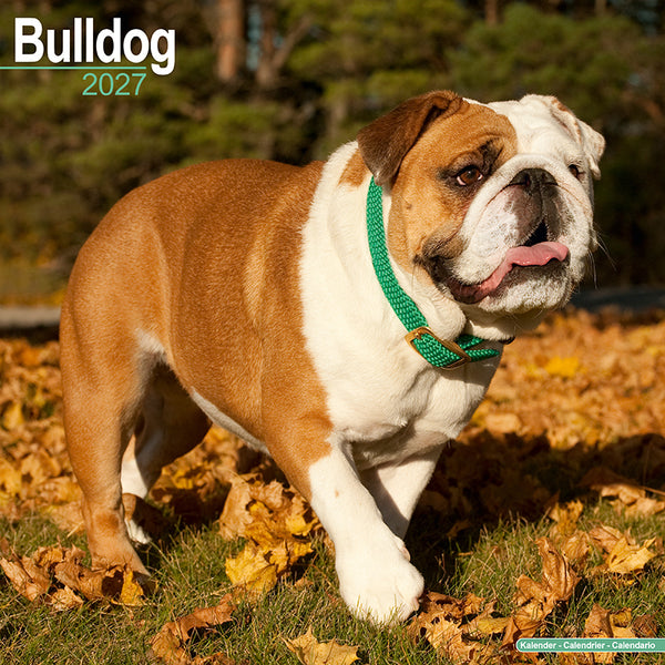 Bulldog Kalender 2027