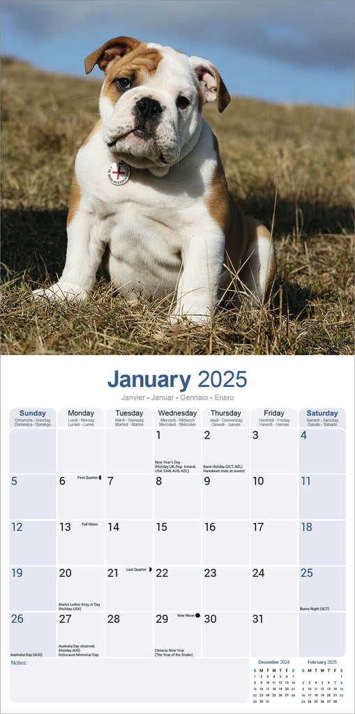 Bulldog Kalender 2025 De Kalenderman