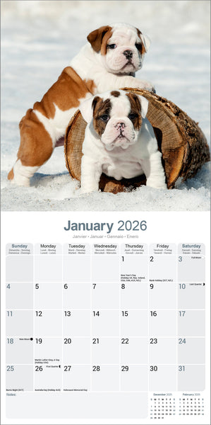 Bulldog Kalender 2026