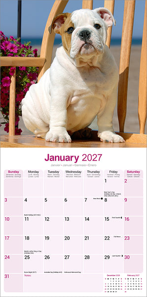 Bulldog Kalender 2027