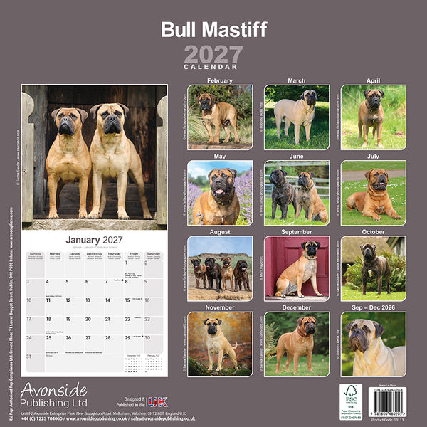 Bull Mastiff Kalender 2027