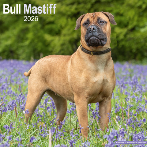 Bull Mastiff Kalender 2026