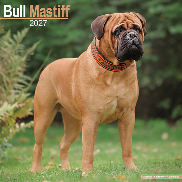 Bull Mastiff Kalender 2027