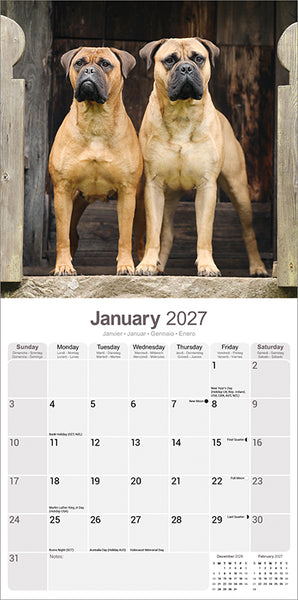 Bull Mastiff Kalender 2027