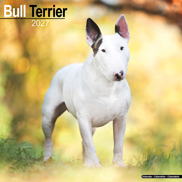 Bull Terrier Kalender 2027