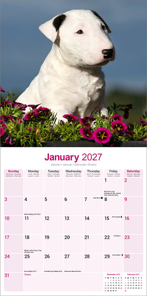 Bull Terrier Kalender 2027