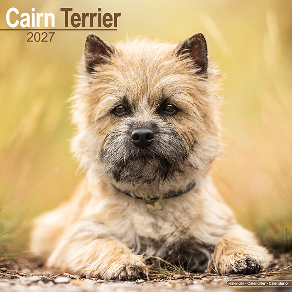 Cairn Terrier Kalender 2027