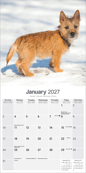 Cairn Terrier Kalender 2027