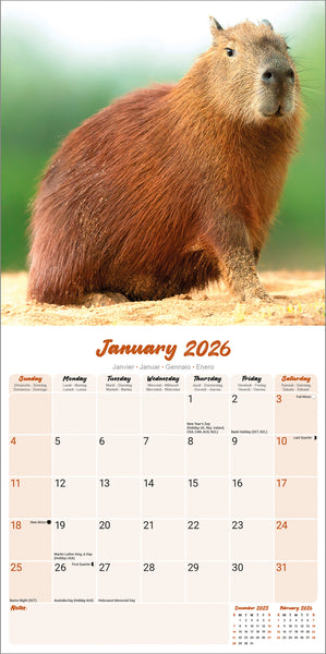 Capybara Kalender 2026