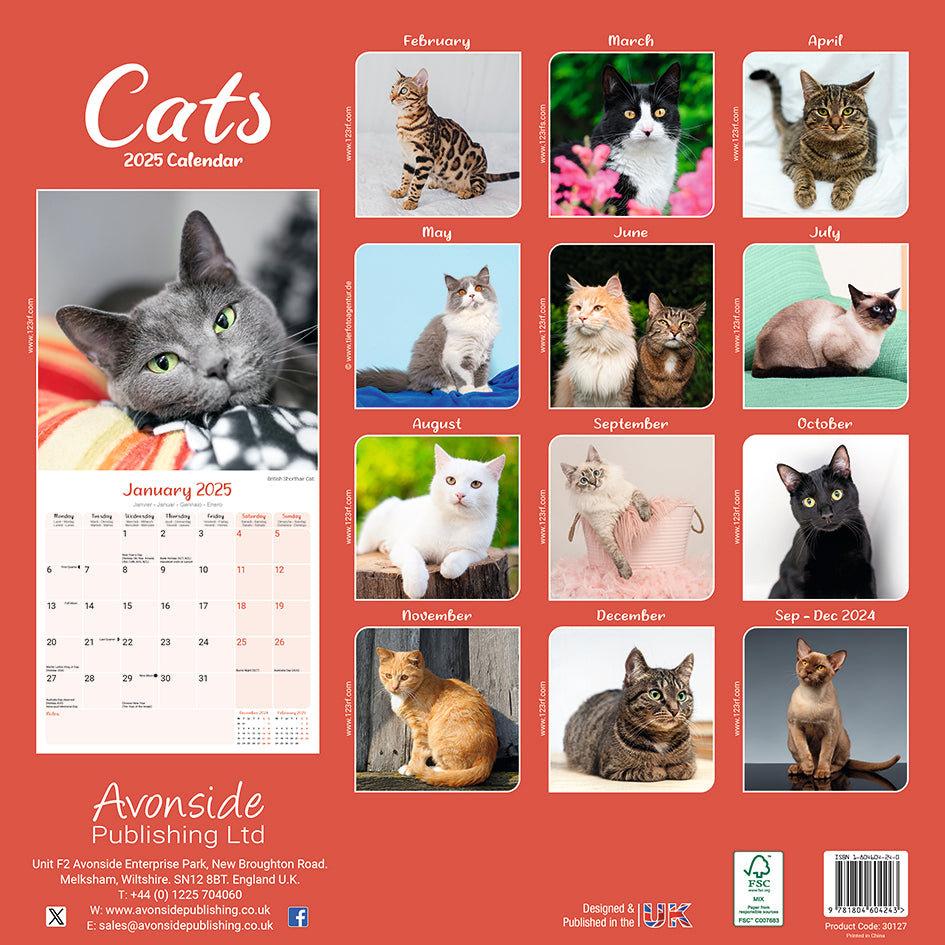 Cat Calendar 2025 Page A Day