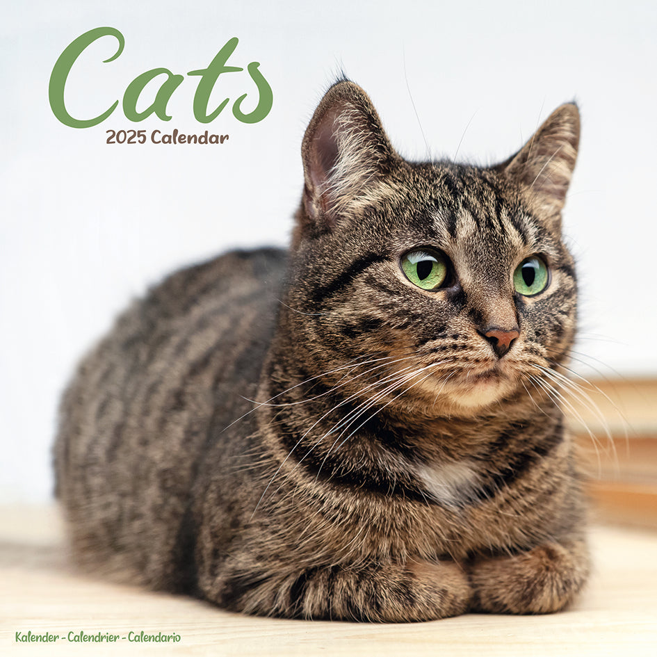 Cats Kalender 2025 De Kalenderman