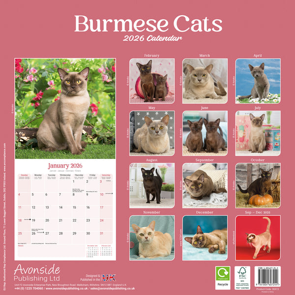 Burmese Cats Kalender 2026