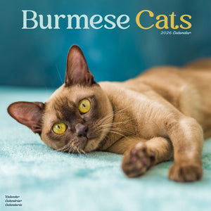 Burmese Cats Kalender 2026
