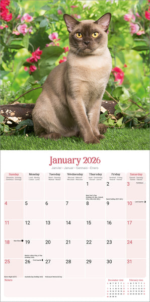 Burmese Cats Kalender 2026