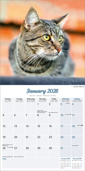 Cats Kalender 2026
