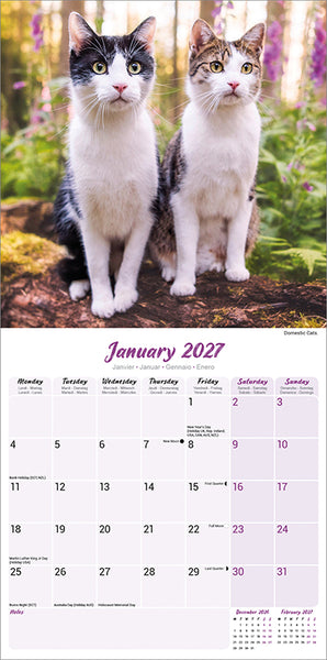 Cats Kalender 2027
