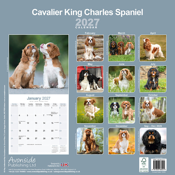 Cavalier King Charles Spaniel Kalender 2027