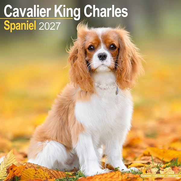 Cavalier King Charles Spaniel Kalender 2027