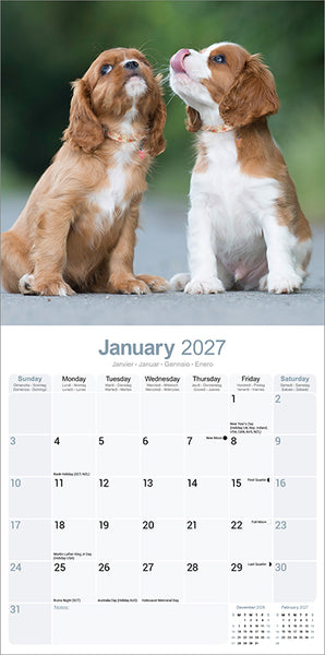 Cavalier King Charles Spaniel Kalender 2027