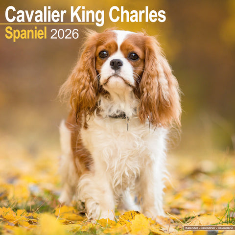 Cavalier King Charles Spaniel Kalender 2026