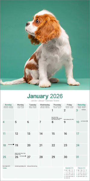 Cavalier King Charles Spaniel Kalender 2026