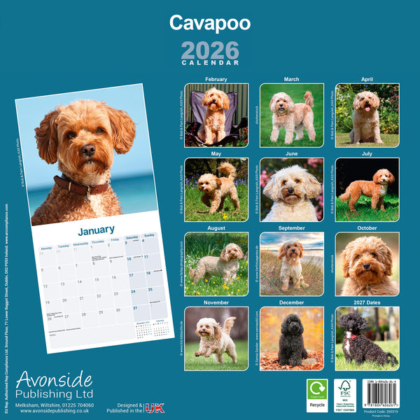 Cavapoo Kalender 2026