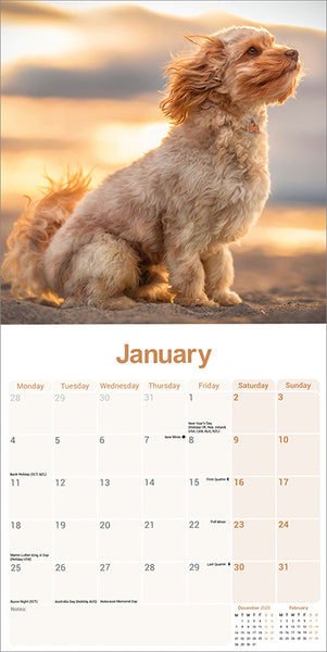 Cavapoo Kalender 2027