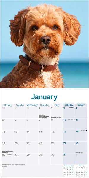 Cavapoo Kalender 2026