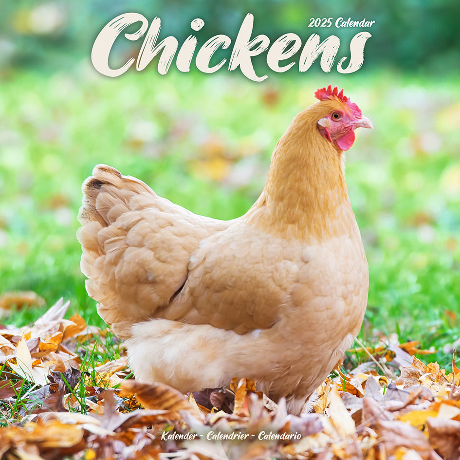 Chickens Kalender 2025 De Kalenderman