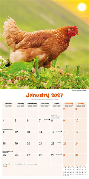Chickens Kalender 2027
