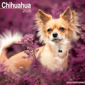 Chihuahua Kalender 2026