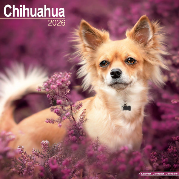 Chihuahua Kalender 2026