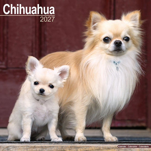 Chihuahua Kalender 2027