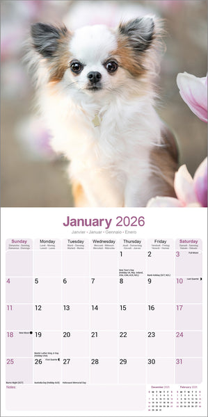Chihuahua Kalender 2026