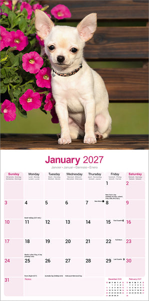 Chihuahua Kalender 2027