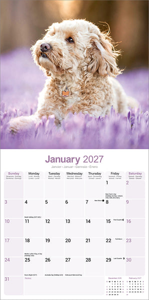 Cockapoo Kalender 2027