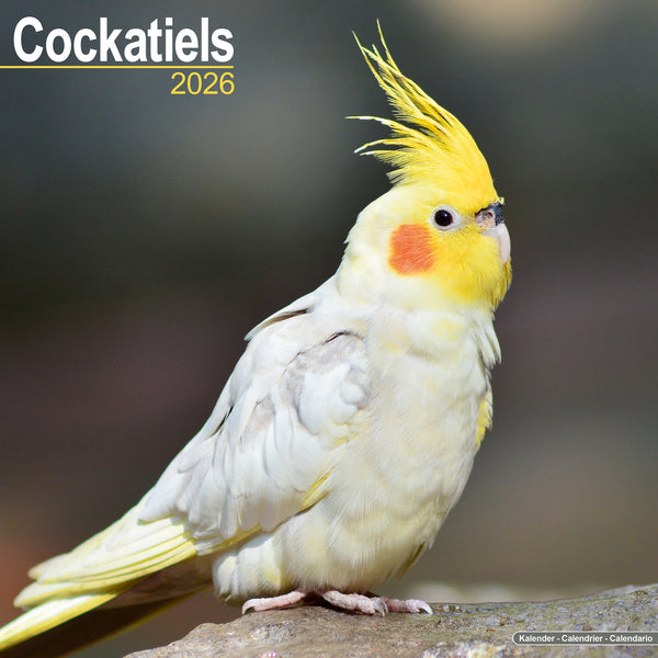 Cockatiels Kalender 2026